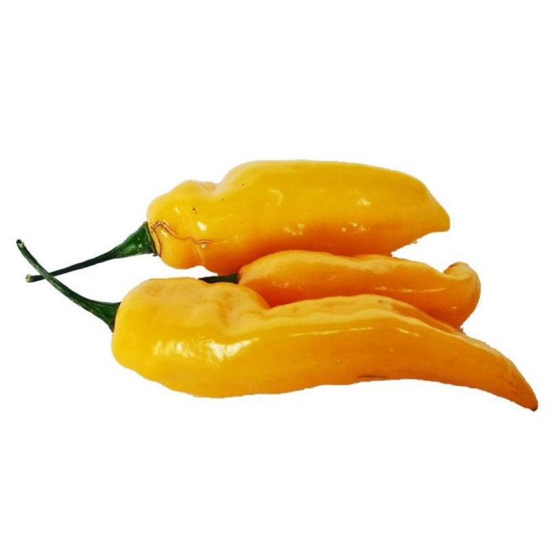 Seeds - Chile Fatalii