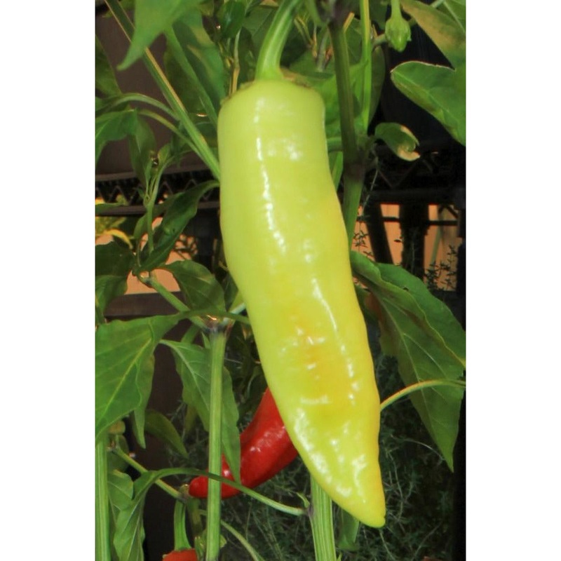 Seeds - Chile Hungarian Yellow Wax