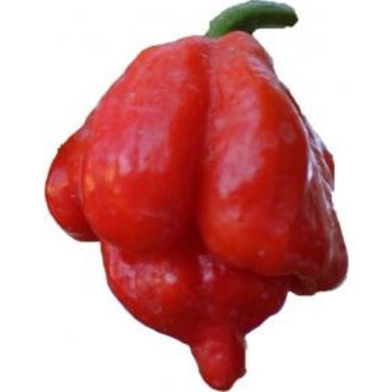 Seeds - Chile Trinidad Scorpion Butch T
