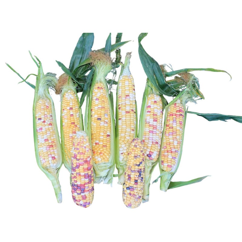 Seeds - Sweetcorn Anasazi