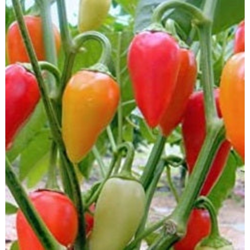 Seeds - Chile Santa Fe Grande