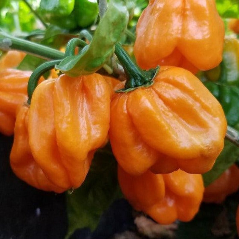 Seeds - Chile Scotch Bonnet ORANGE