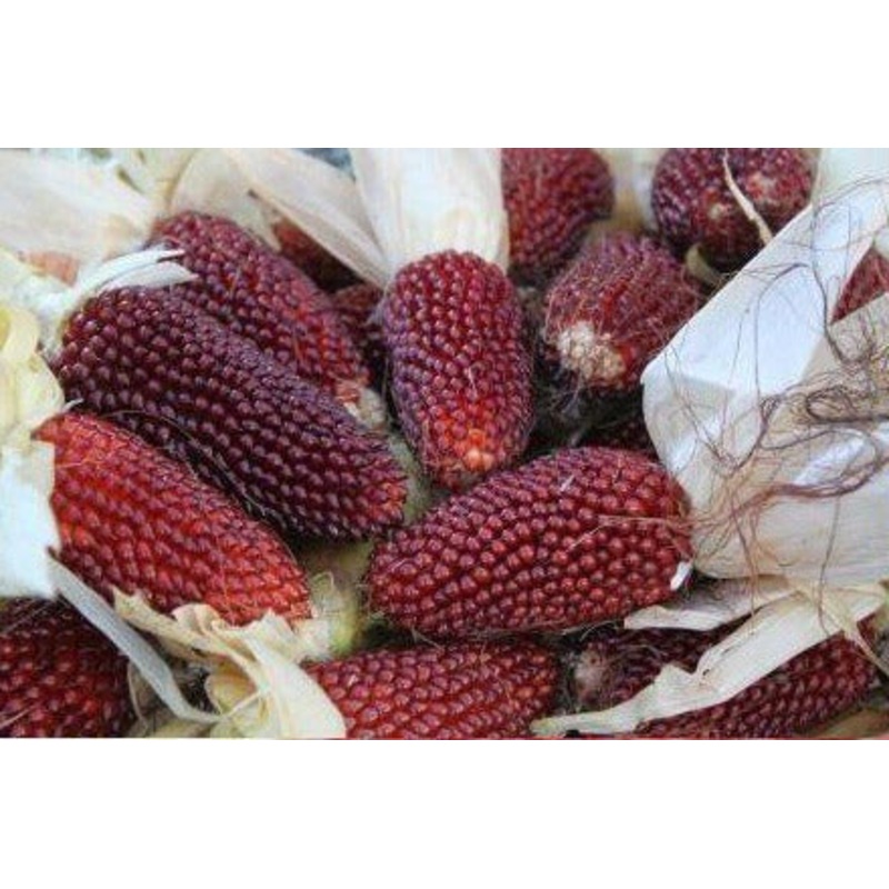 Seeds - Strawberry Popcorn