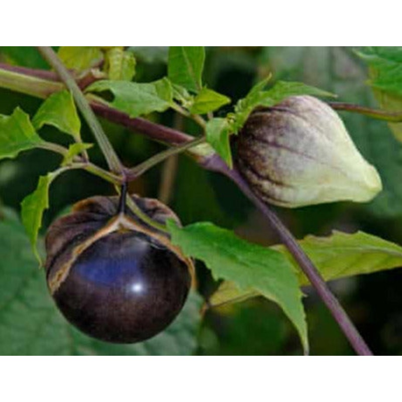 Seeds - Tomatillo Purple