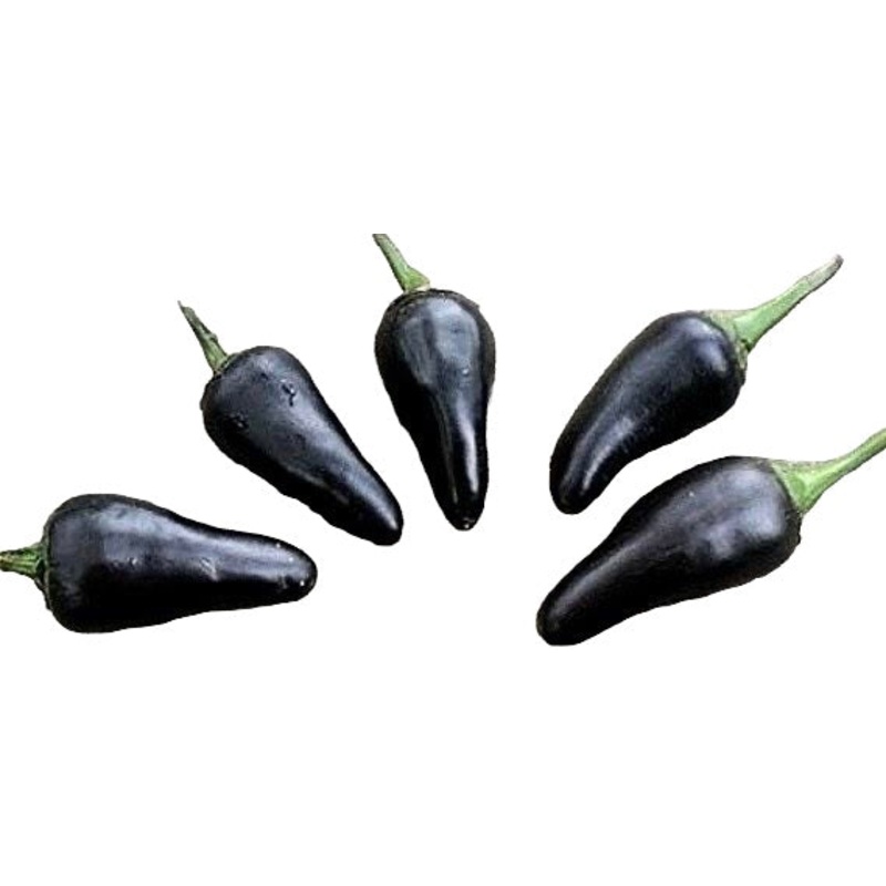 Seeds - Chile Hungarian Black