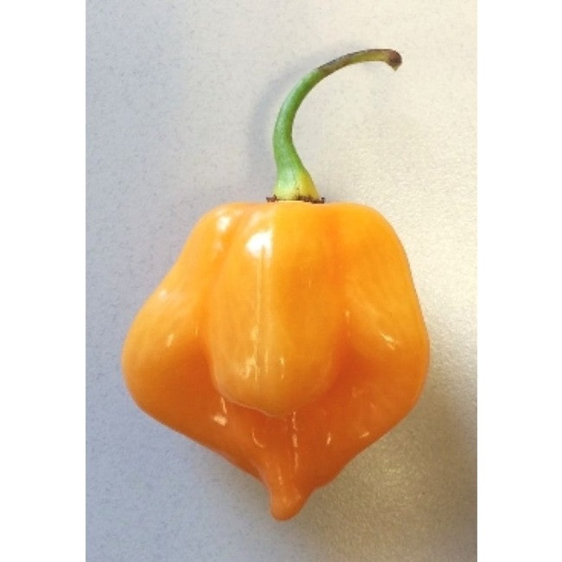 Seeds - Chile Scotch Bonnet YELLOW