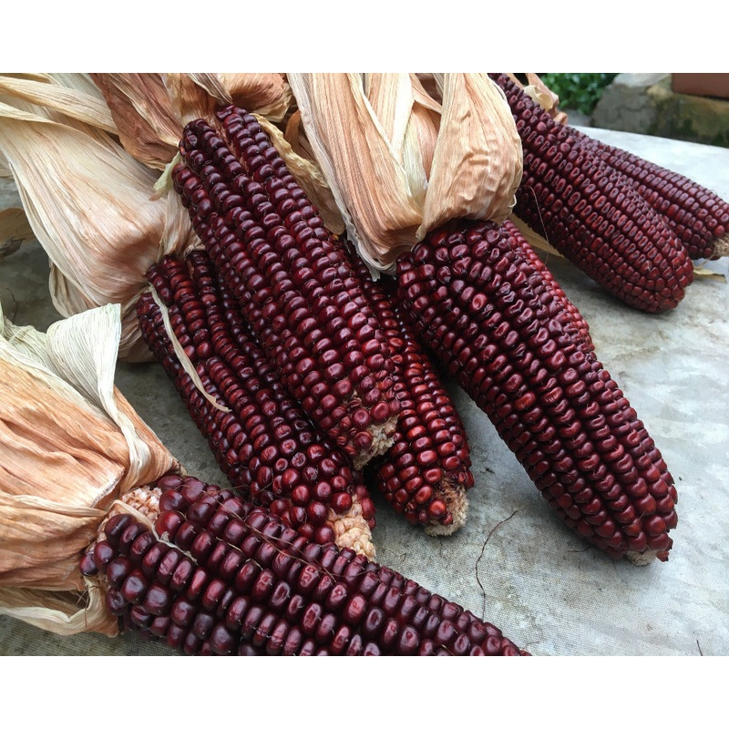 Seeds - Maize Corn Red Aztec