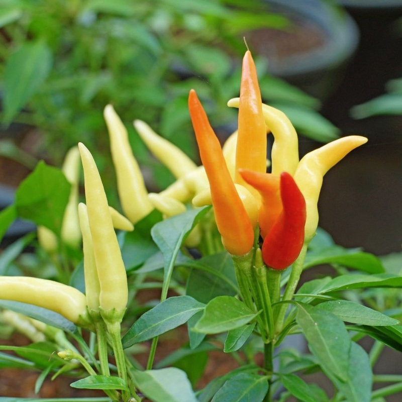 Seeds - Chile Fire and Ice