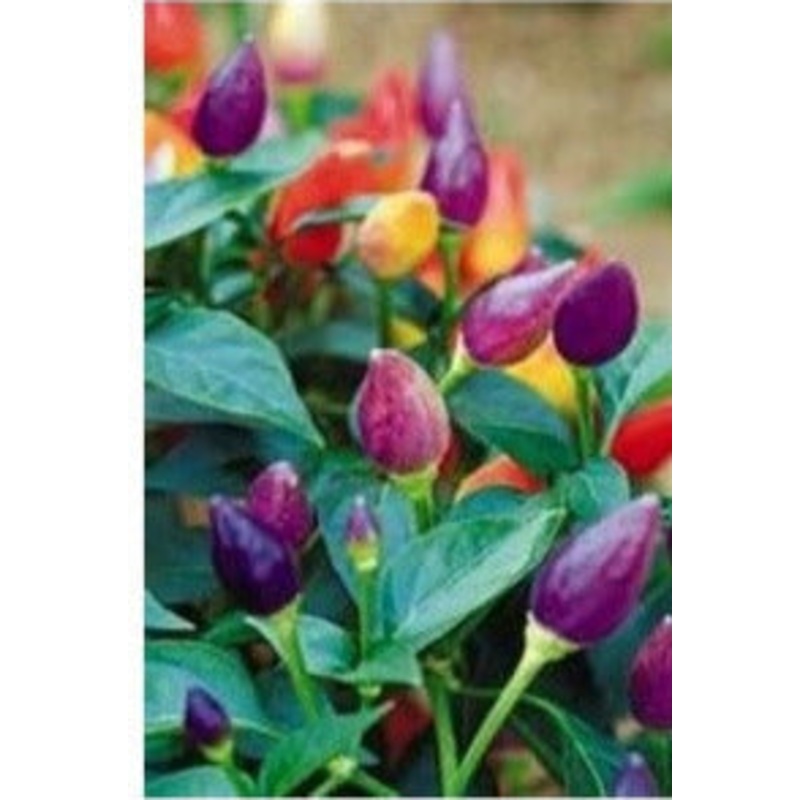 Seeds - Chile NuMex Twilight Rainbow