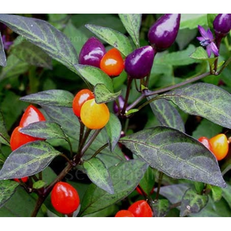 Seeds - Chile Pequin Firecracker