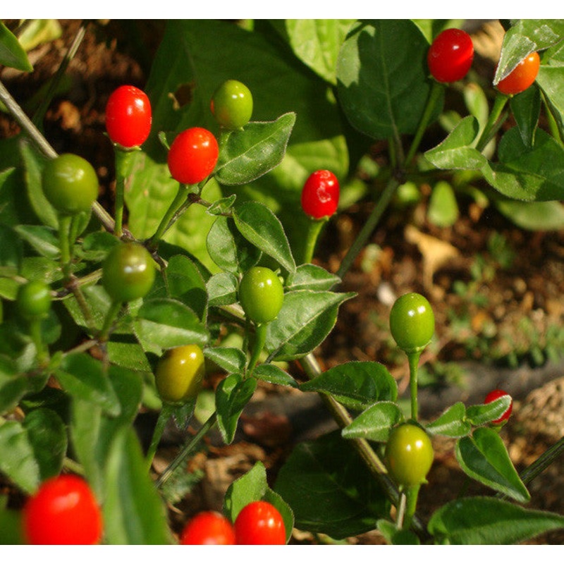 Seeds - Chile Tepin Chiltepin