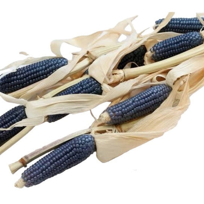 Seeds - Corn Hopi Blue