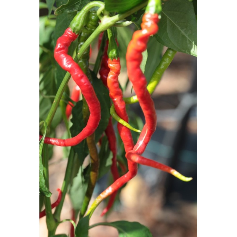 Seeds - Chile Bangalore Whippet