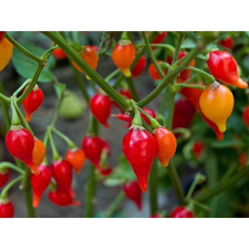 Seeds - chile Biquinho Red (beak peppers)