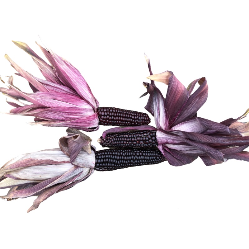 Seeds - Corn Striped Japonica