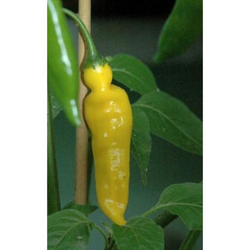 Seeds - Chile Aji Lemon Drop (Aji Limon)