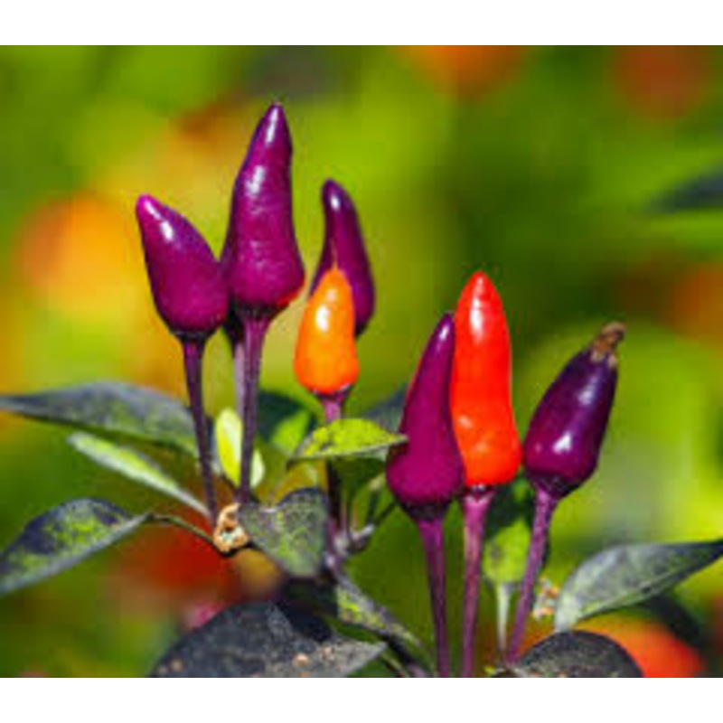 Seeds - Chile Purple Tiger