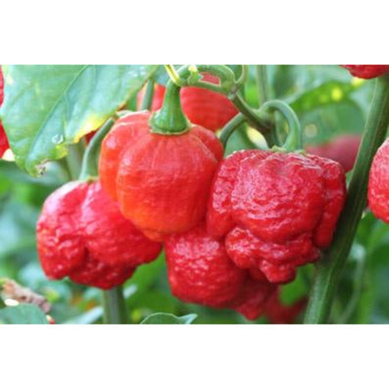 Seeds - Chile Trinidad Moruga Scorpion