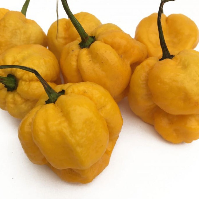 Seeds - Chile Yellow 7 Pot - sow by Jan 2025