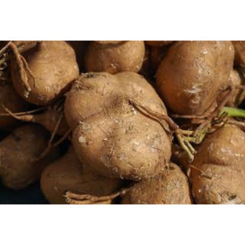 Seeds - Jicama (yam bean)