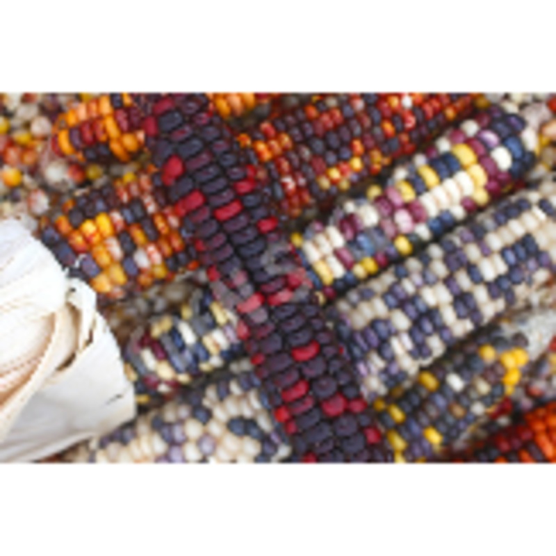 Seeds - Maize Corn Painted Mountain