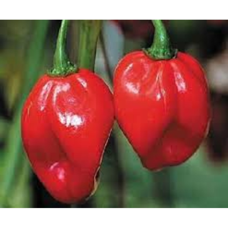 Seeds - Chile Habanero Red Savina