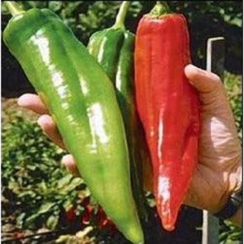 Seeds - Chile New Mexico Big Jim