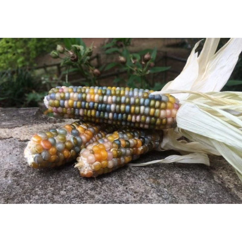 Seeds - Glass Gem Popcorn