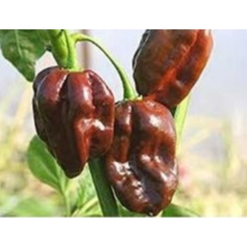 Seeds - Chile Habanero Chocolate