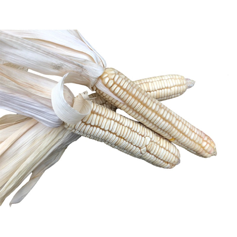 Seeds - Corn - White Hickory King Dent Maize